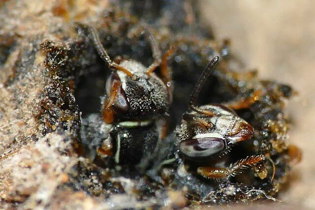 stingless bees